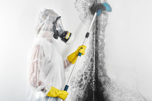 Best Comprehensive Air Testing for Mold Contaminants  in Interlachen, FL