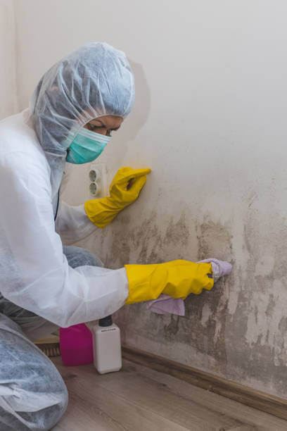 Interlachen, FL Mold Removal Company