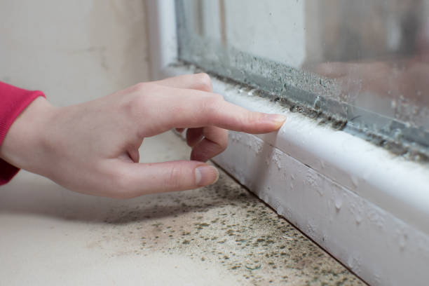 Best Crawl Space Mold Remediation  in Interlachen, FL